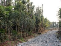 ����չʾͼƬ