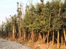 ����չʾͼƬ