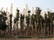 ����չʾͼƬ