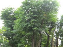 ����չʾͼƬ