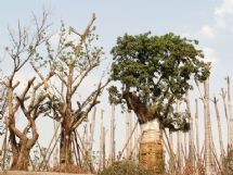 ����չʾͼƬ