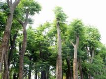 ����չʾͼƬ