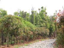 ����չʾͼƬ