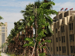 ��֦��Զ��۾���ͥ