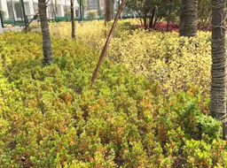 ��˳����������