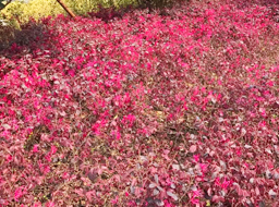 ��˳����������