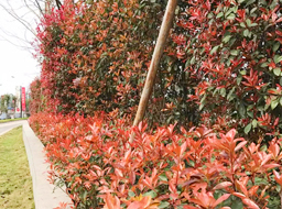 ��˳����������