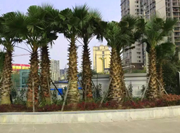 ��˳����������