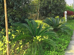 ��˳����������