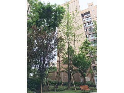 ��˳ ��������