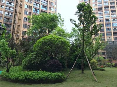 ��˳ ��������