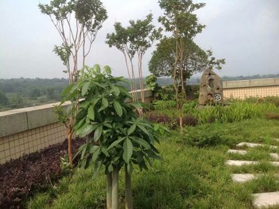 �Ĵ�������������ɷ����޹�˾--�칫�Ҵ�¥�ݶ���԰